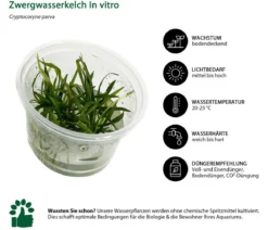 Dehner Aqua Premium Zwergwasserkelch In vitro - Cryptocoryne parva