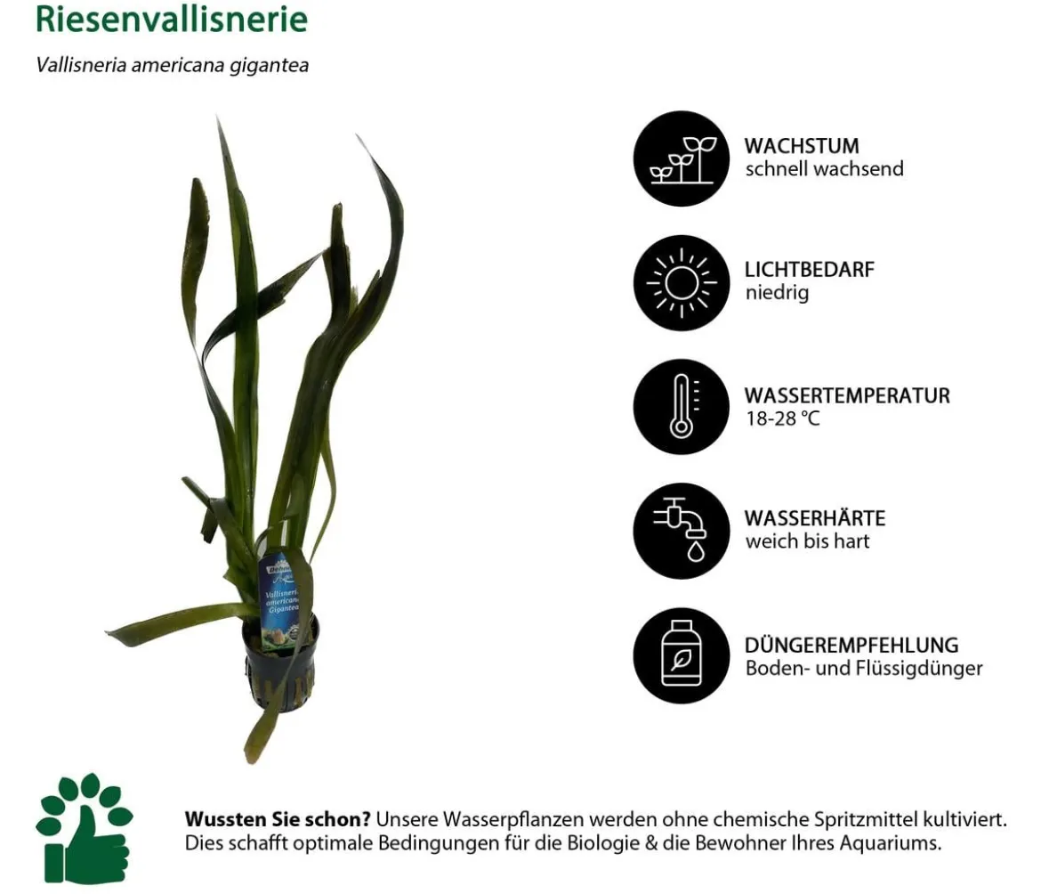 Dehner Aqua Riesenvallisnerie - Vallisneria americana gigantea