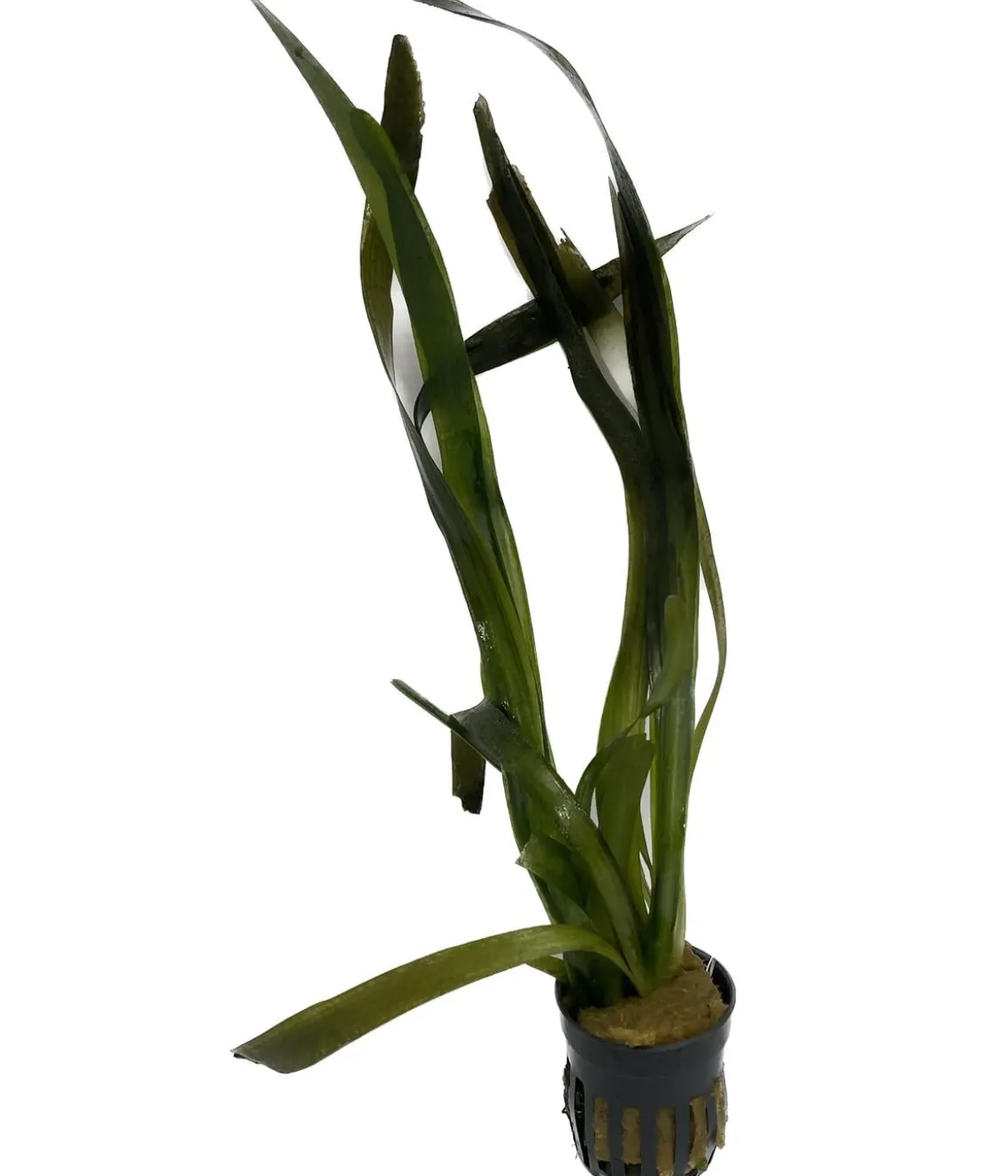Dehner Aqua Riesenvallisnerie - Vallisneria americana gigantea