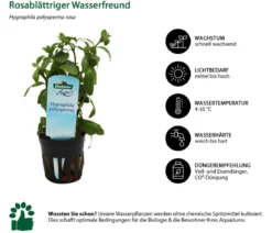 Dehner Aqua Rosablättriger Wasserfreund - Hygrophila polysperma rosa