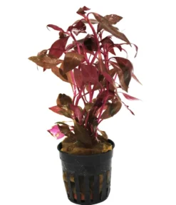 Dehner Aqua Rosa Papageienblatt - Alternanthera reineckii pink