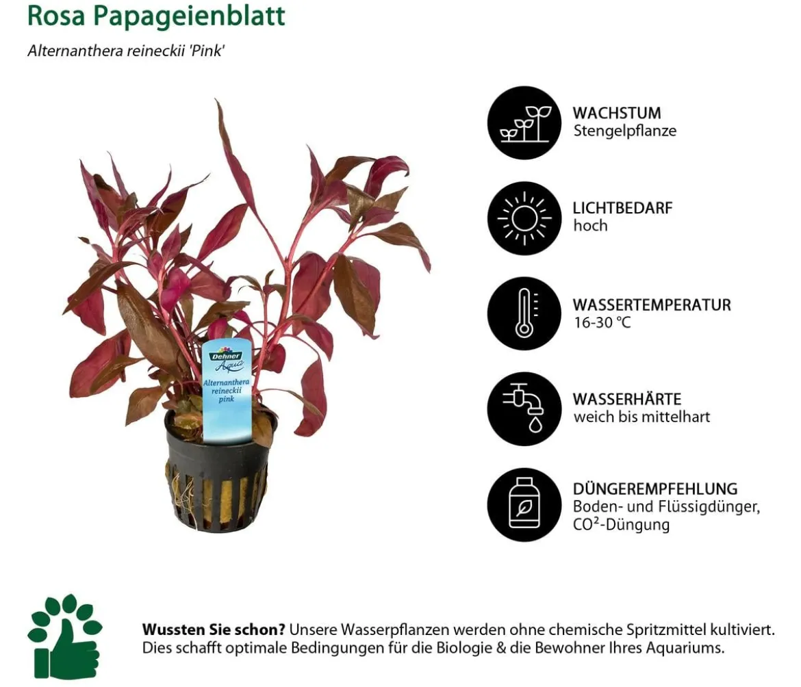 Dehner Aqua Rosa Papageienblatt - Alternanthera reineckii pink
