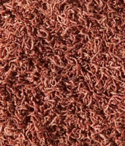 Dehner Aqua Rote Mückenlarven