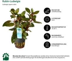 Dehner Aqua Rubin-Ludwigie - Ludwigia repens rubin