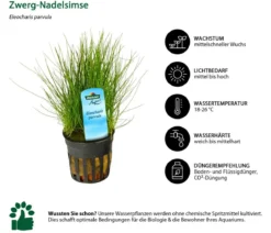 Dehner Aqua Zwerg-Nadelsimse - Eleocharis parvula