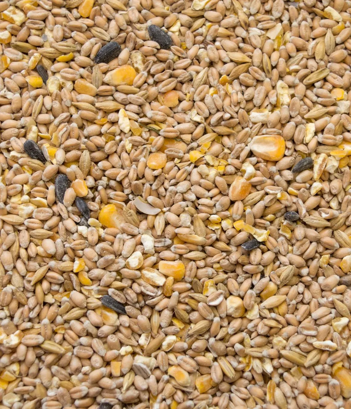 Dehner Best Nature Hühnerfutter Bio Hennenkorn