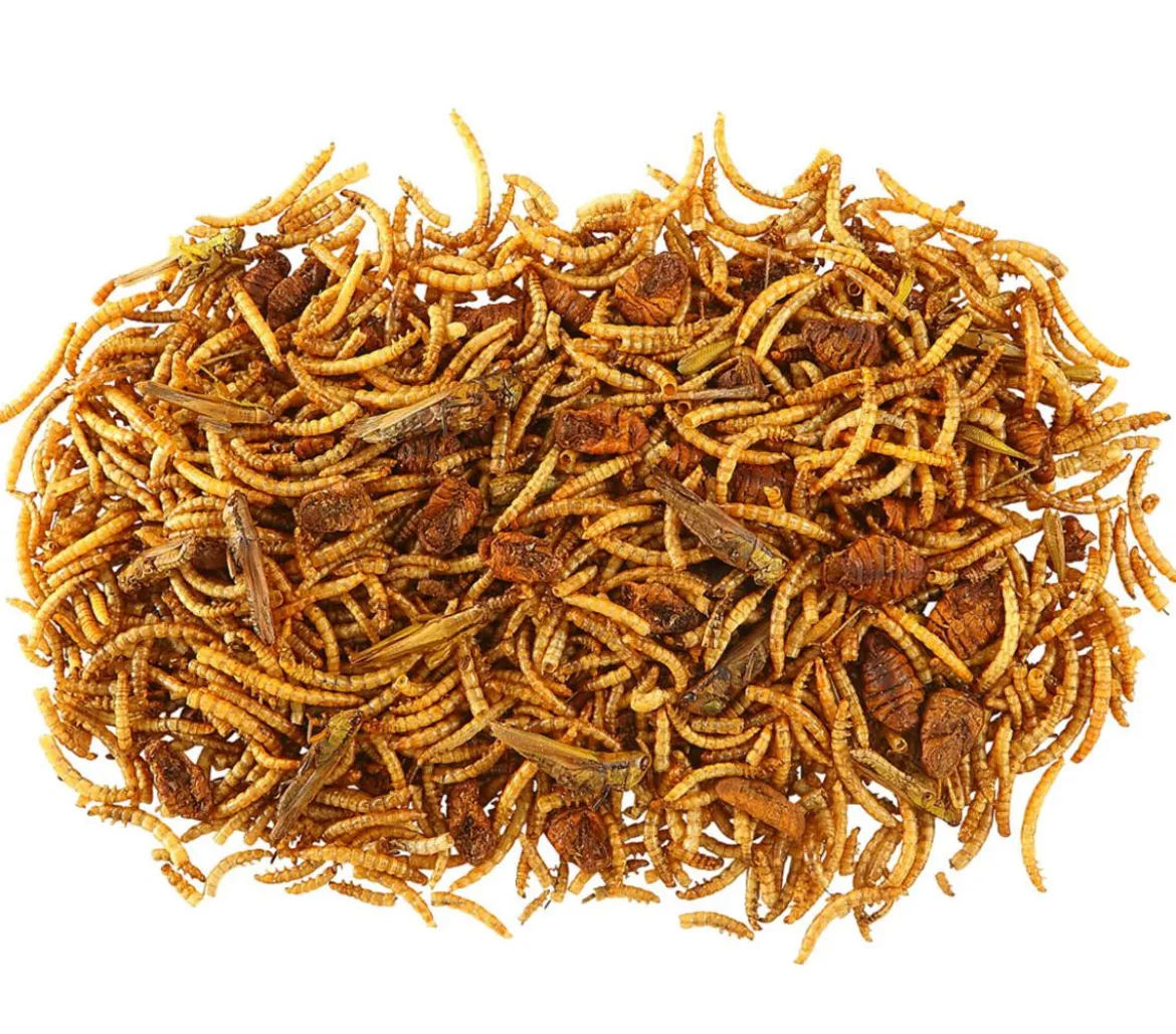 Dehner Best Nature Insekten-Mix, 60 g