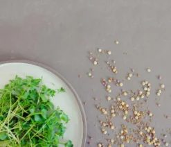 Dehner Bio-Keimsprossen 'Gourmet-Mischung'