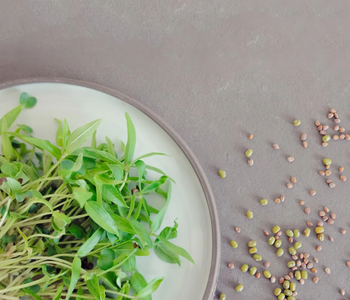 Dehner Bio-Keimsprossen 'Pikant-aromatische Mischung'