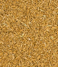 Dehner Bio Rasen-Nachsaat, 500 g