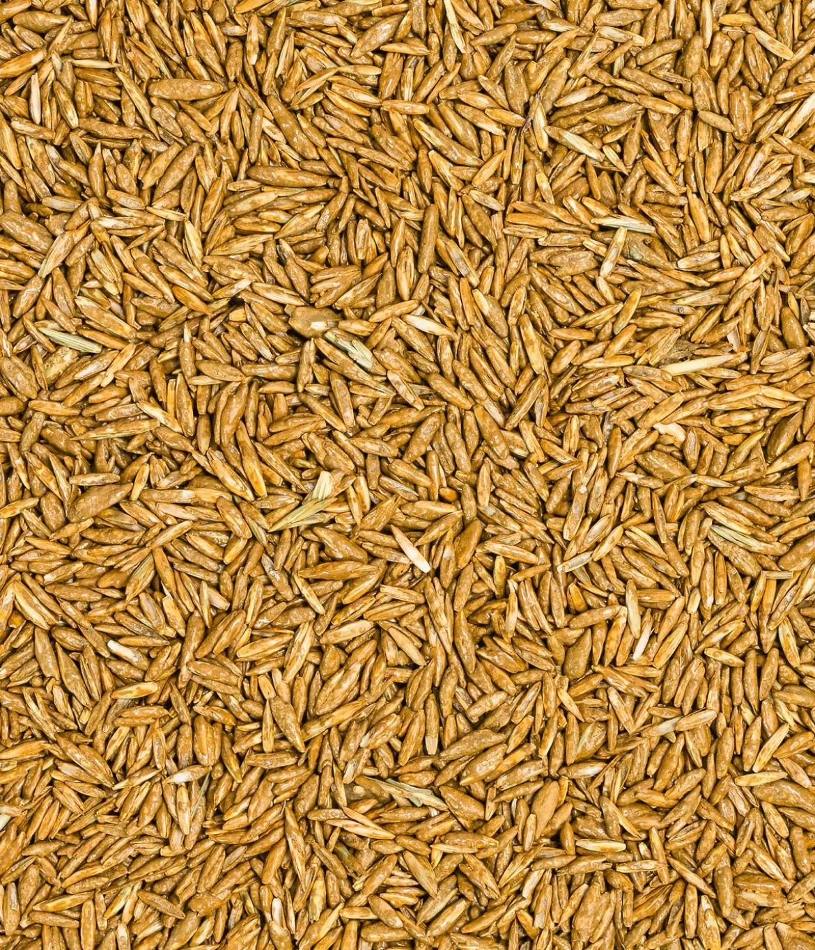Dehner Bio Rasen-Nachsaat, 500 g