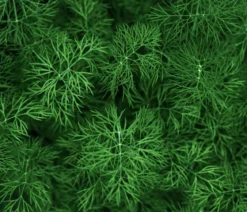 Dehner Bio-Saatgut Dill 'Blattreicher'