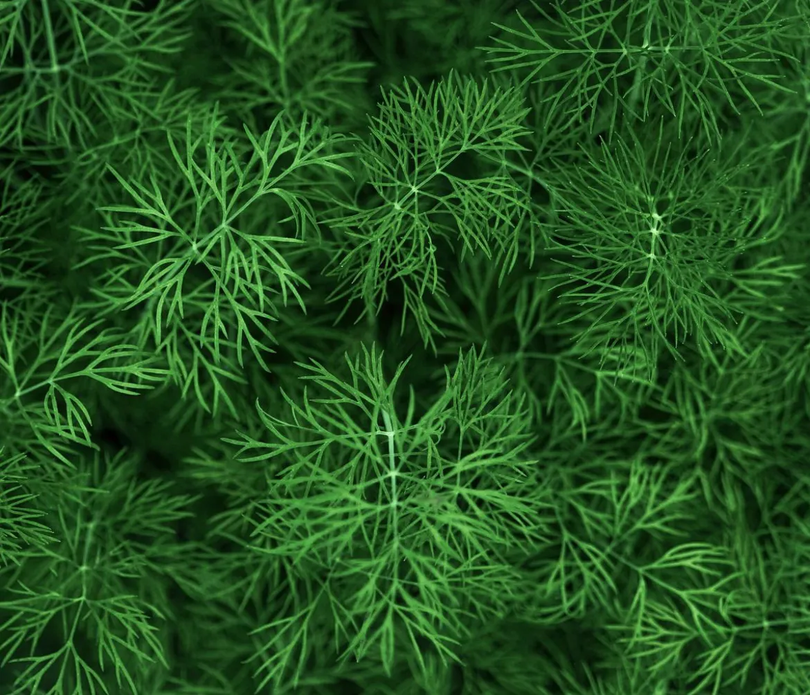 Dehner Bio-Saatgut Dill 'Blattreicher'