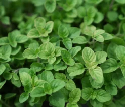 Dehner Bio Saatgut Griechischer Oregano 'Samothrake'