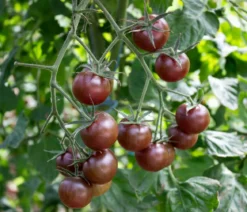 Dehner Bio-Saatgut Kirschtomate 'Black Cherry'