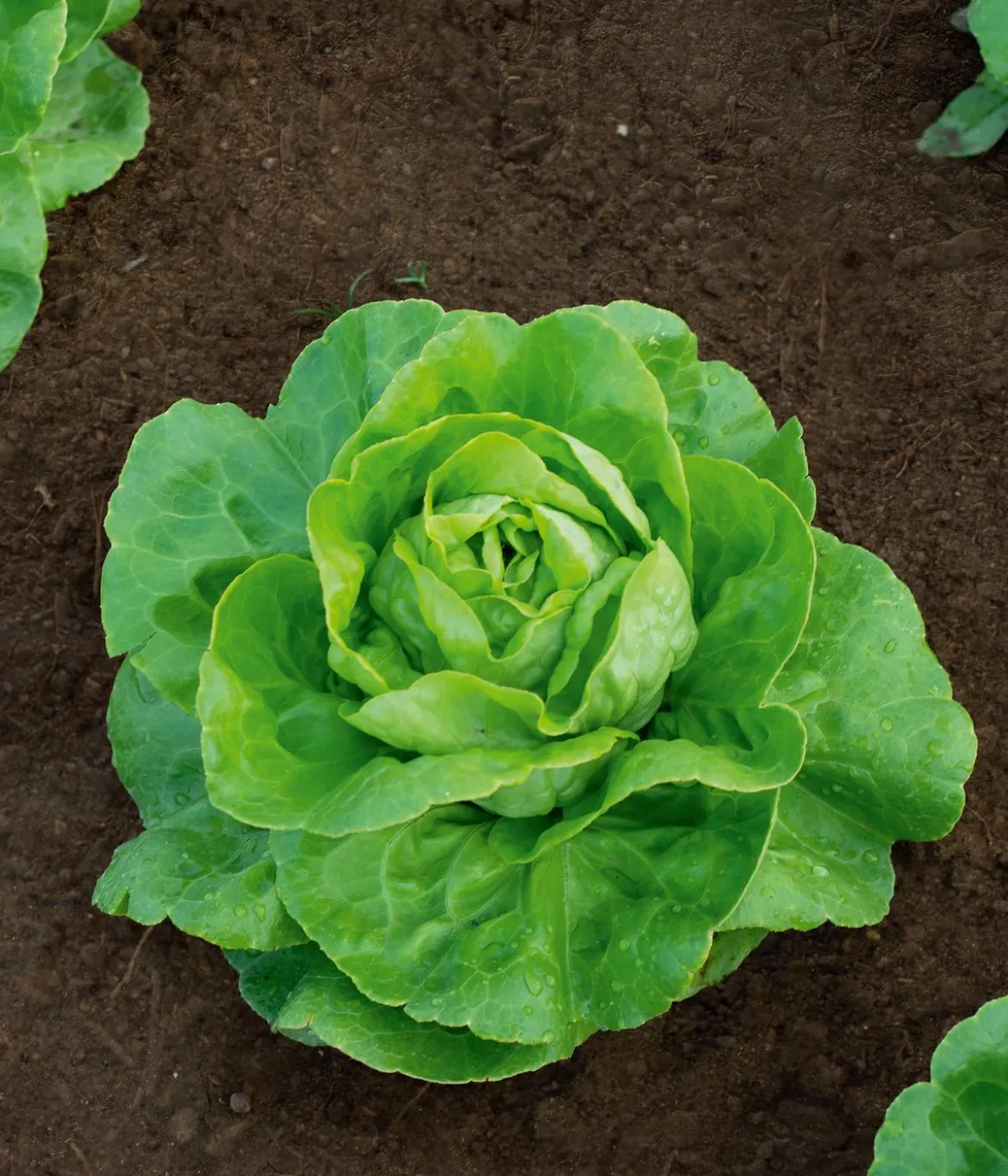 Dehner Bio-Saatgut Kopfsalat 'Summertime'