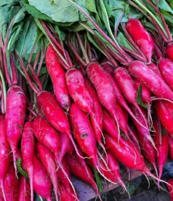 Dehner Bio-Saatgut Rettich 'Ostergruß rosa 2'