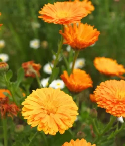 Dehner Bio-Saatgut Ringelblume