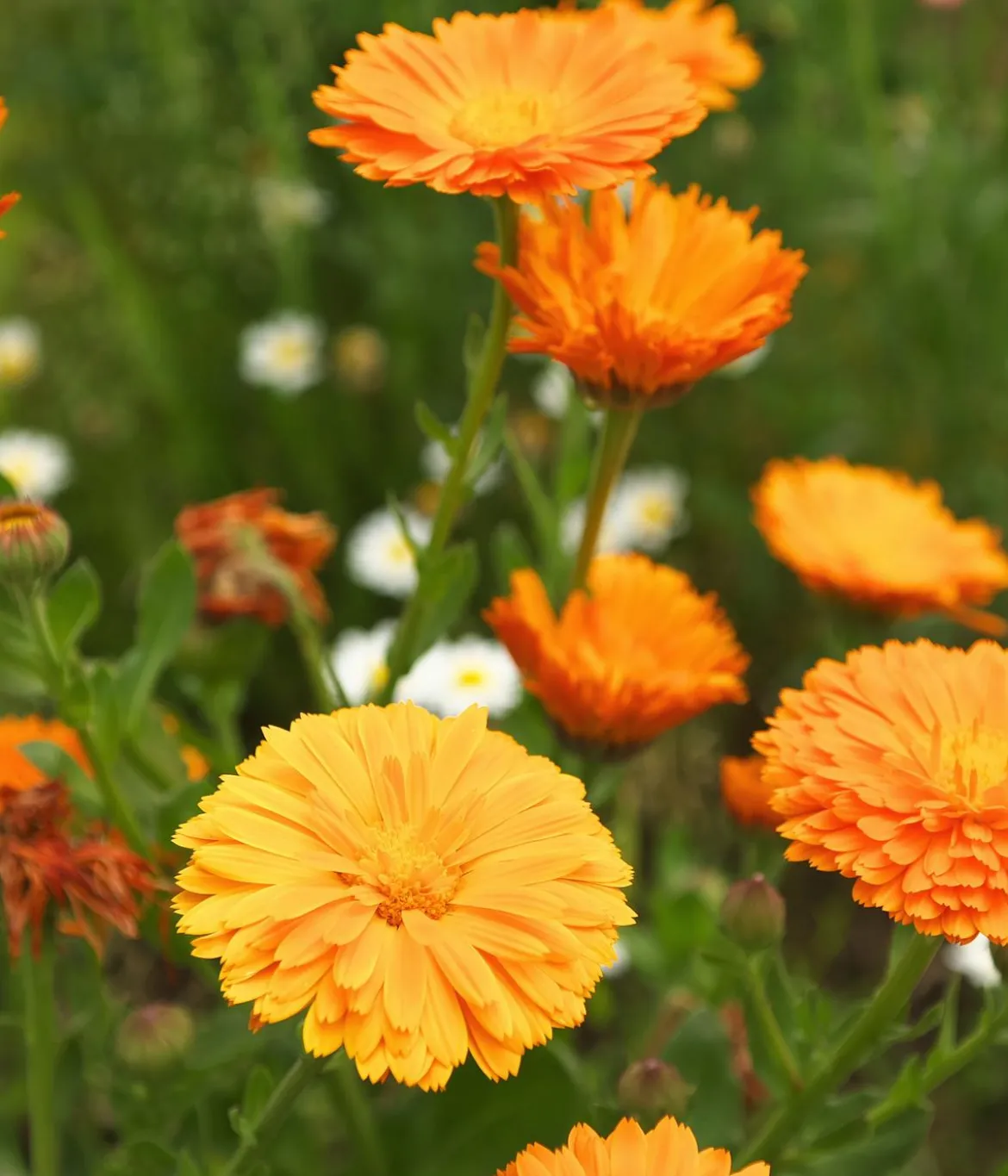 Dehner Bio-Saatgut Ringelblume
