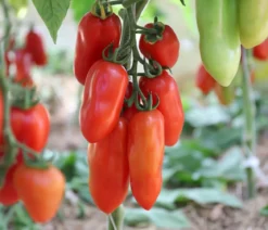 Dehner Bio-Saatgut Roma-Tomate 'San Marzano 2'