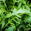 Dehner Bio-Saatgut Salatrauke 'Rucola'