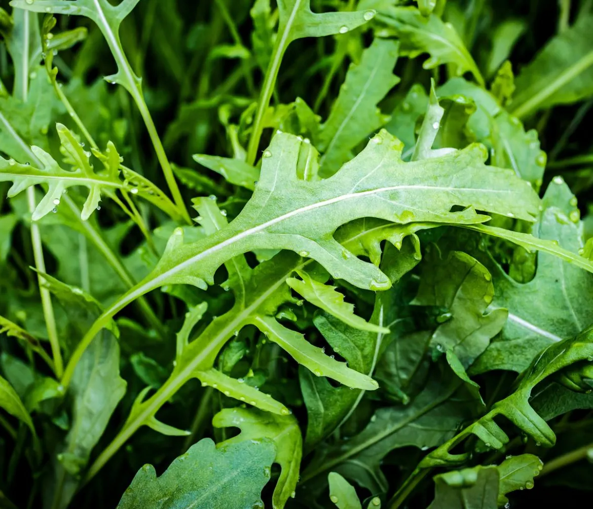 Dehner Bio-Saatgut Salatrauke 'Rucola'