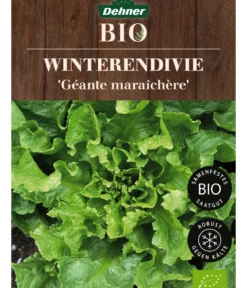Dehner Bio-Saatgut Winterendivie 'Géante maraîchère'
