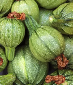 Dehner Bio-Saatgut Zucchini 'Tondo chiaro di Nizza'