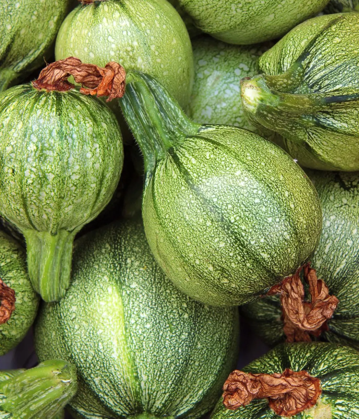 Dehner Bio-Saatgut Zucchini 'Tondo chiaro di Nizza'