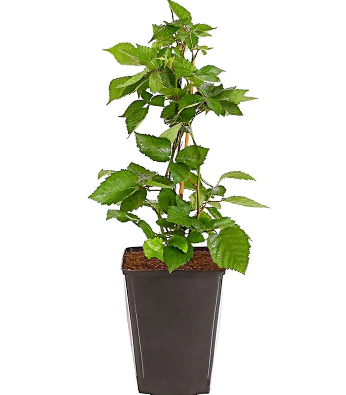 Dehner Gourmet Garten Brombeere 'Triple Crown'