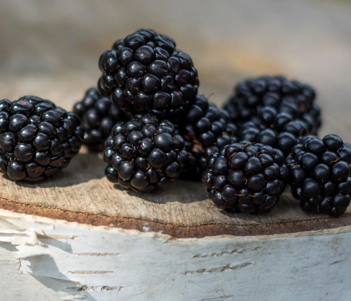 Dehner Gourmet Garten Brombeere 'Triple Crown'