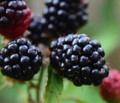 Dehner Gourmet Garten Brombeere 'Triple Crown'