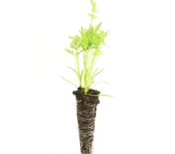 Dehner Gourmet Garten Bunte Möhre, 20er Schale