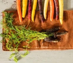 Dehner Gourmet Garten Bunte Möhre, 20er Schale