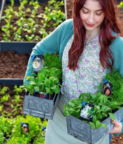 Dehner Gourmet Garten Butterradieschen, 20er Schale