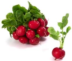 Dehner Gourmet Garten Butterradieschen, 20er Schale
