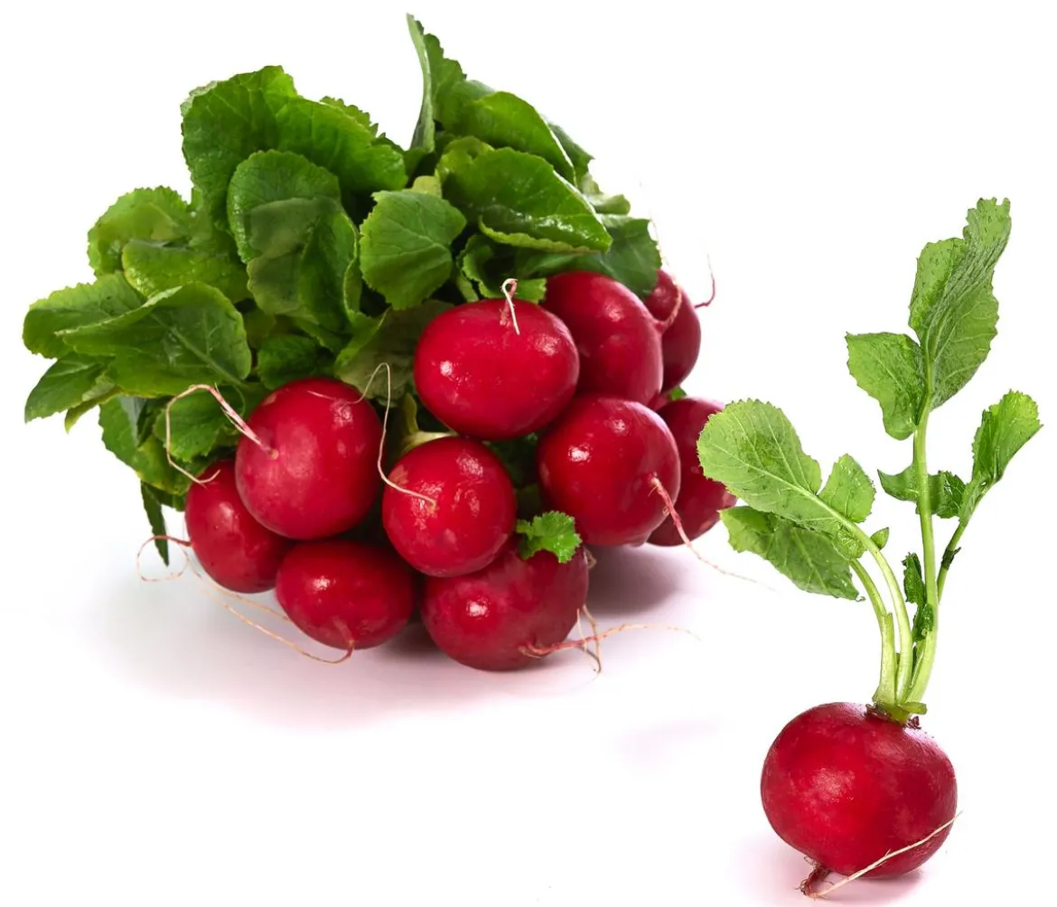 Dehner Gourmet Garten Butterradieschen, 20er Schale