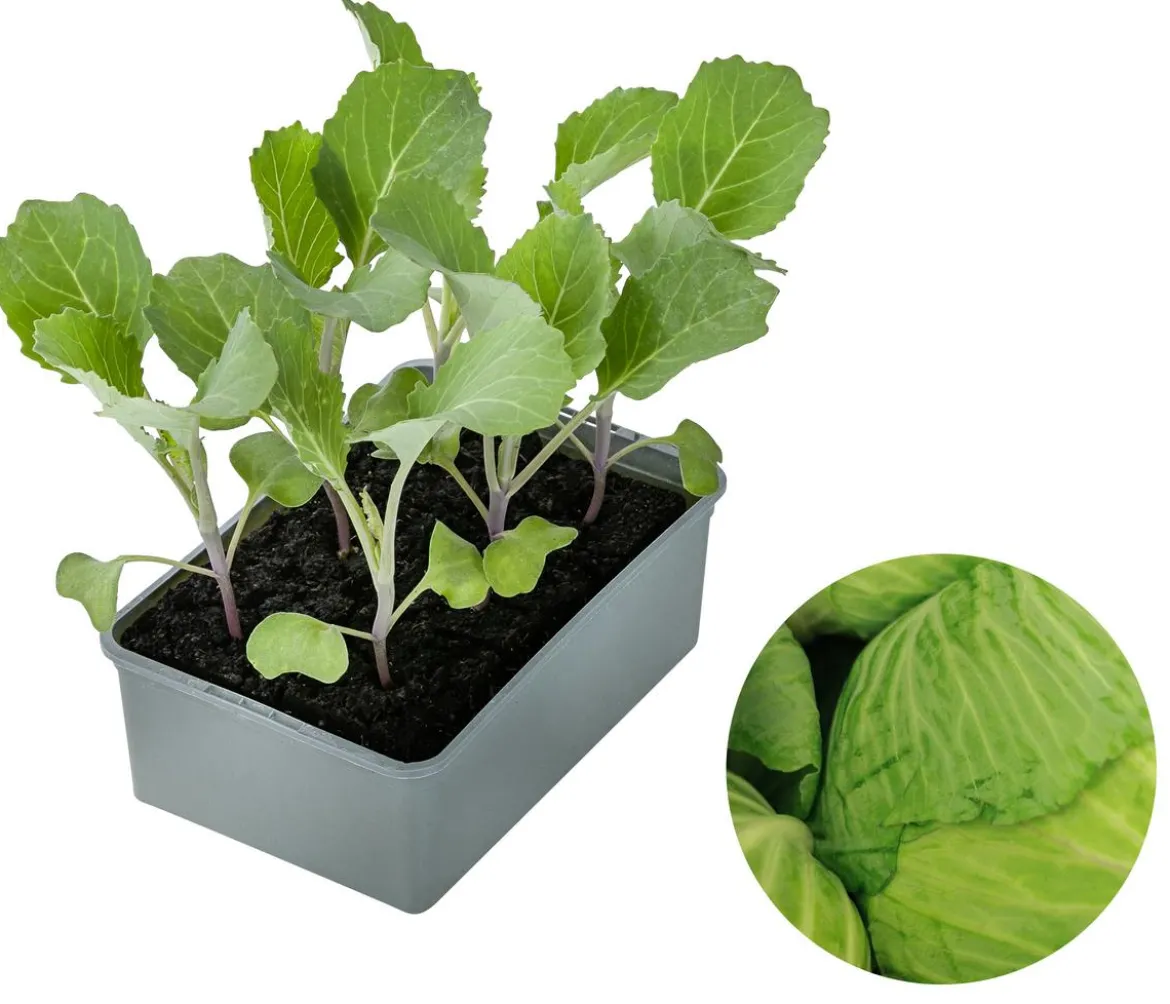 Dehner Gourmet Garten Butterkohl, 6er Schale