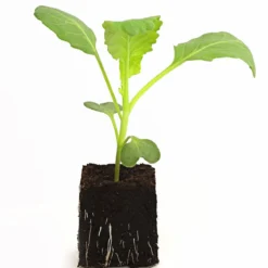Dehner Gourmet Garten Butterkohl, 6er Schale