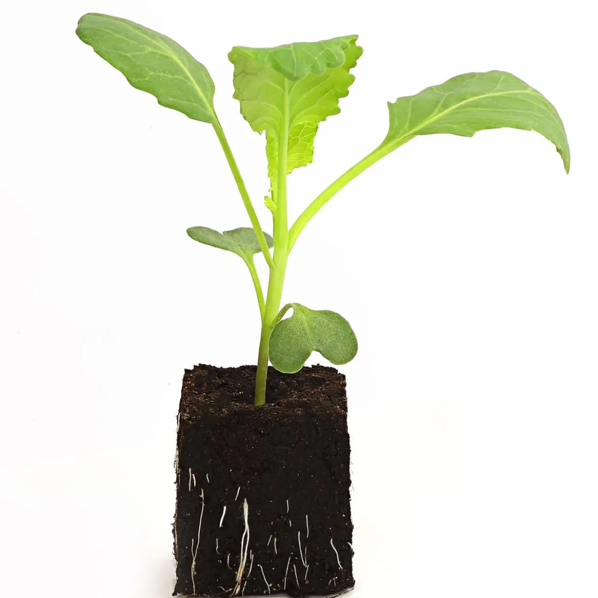 Dehner Gourmet Garten Butterkohl, 6er Schale