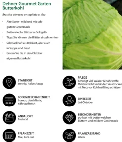 Dehner Gourmet Garten Butterkohl, 6er Schale
