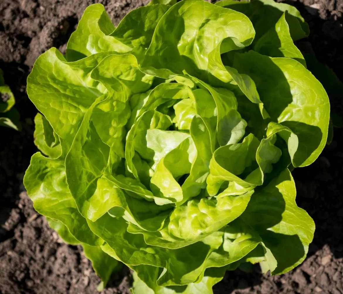 Dehner Gourmet Garten Butterkopfsalat, 6er Schale