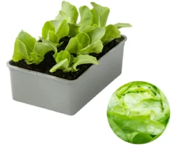 Dehner Gourmet Garten Butterkopfsalat, 6er Schale