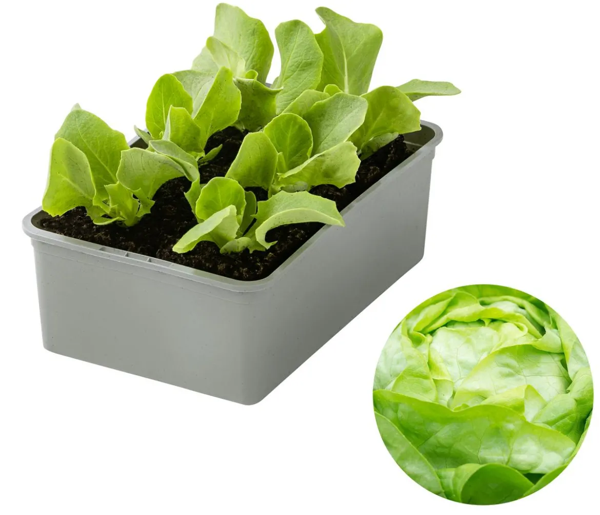 Dehner Gourmet Garten Butterkopfsalat, 6er Schale