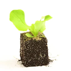 Dehner Gourmet Garten Butterkopfsalat, 6er Schale