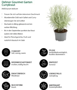 Dehner Gourmet Garten Currykraut