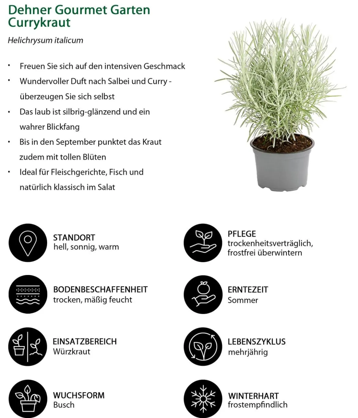 Dehner Gourmet Garten Currykraut