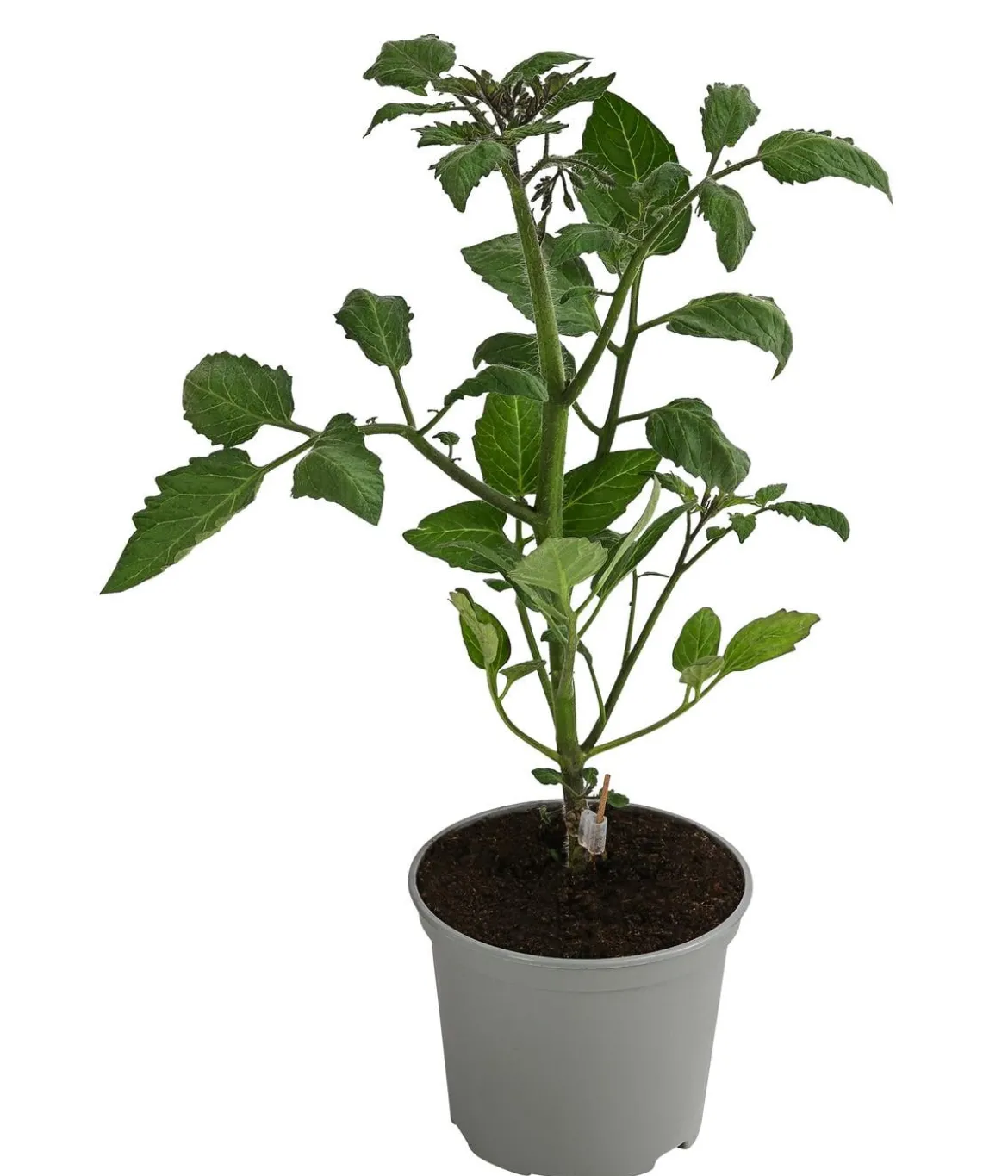 Dehner Gourmet Garten Datteltomate, veredelt