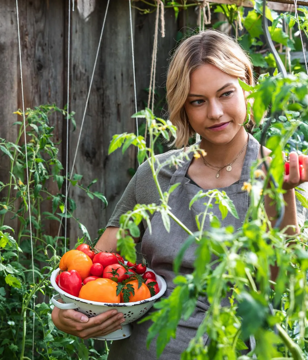Dehner Gourmet Garten Datteltomate, veredelt