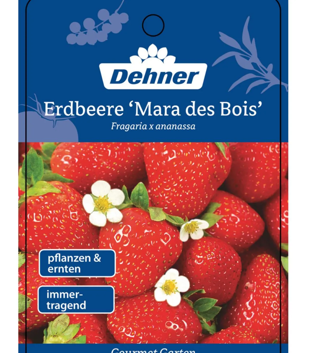 Dehner Gourmet Garten Erdbeere 'Mara des bois'